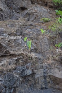 Mountain Banana trees growing wild.
