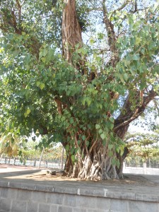 chikkammanora gardi (4)