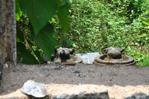 nandi at the entrance of what could be a prayer house, or probably a regular temple.