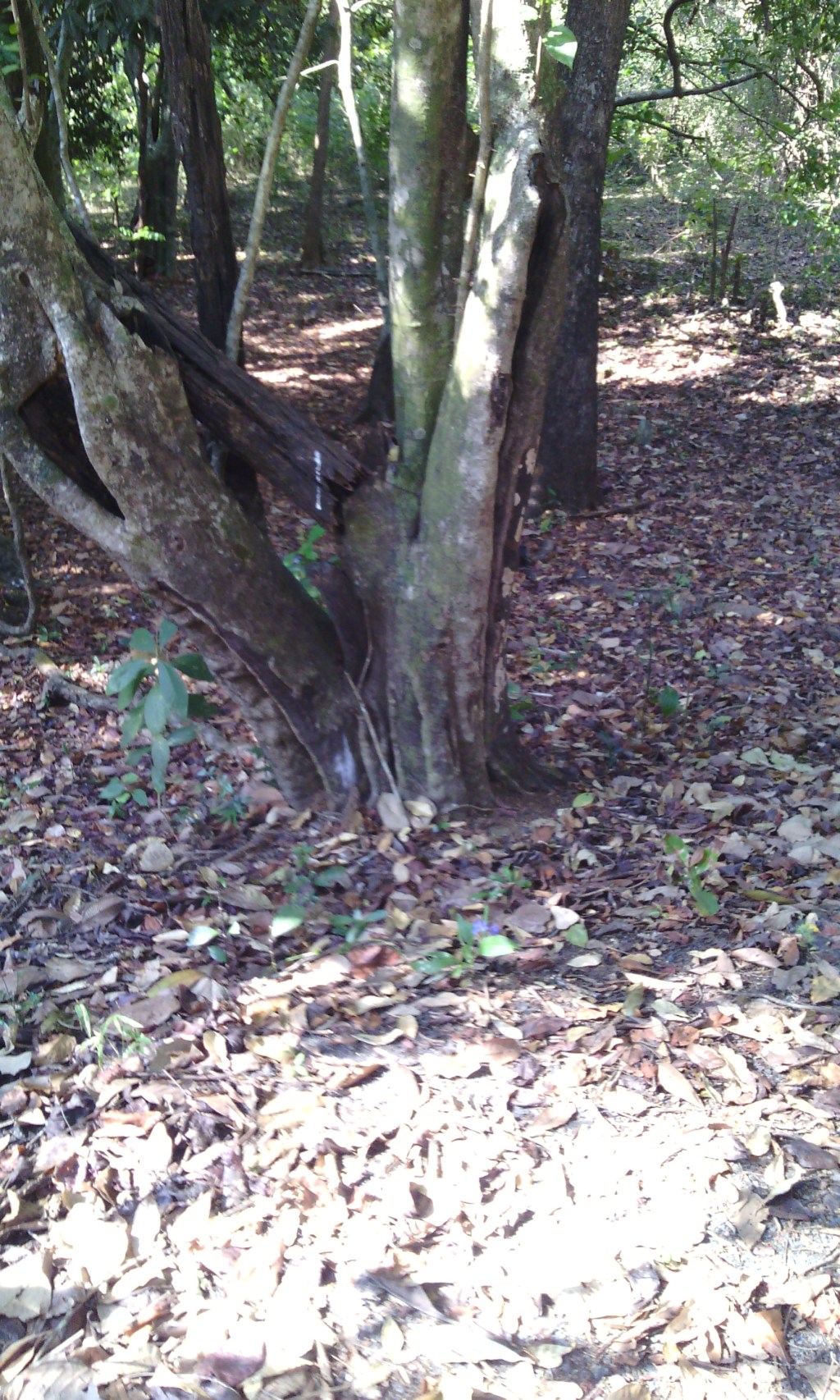 A Sacred Grove –Nagvemcha Raya