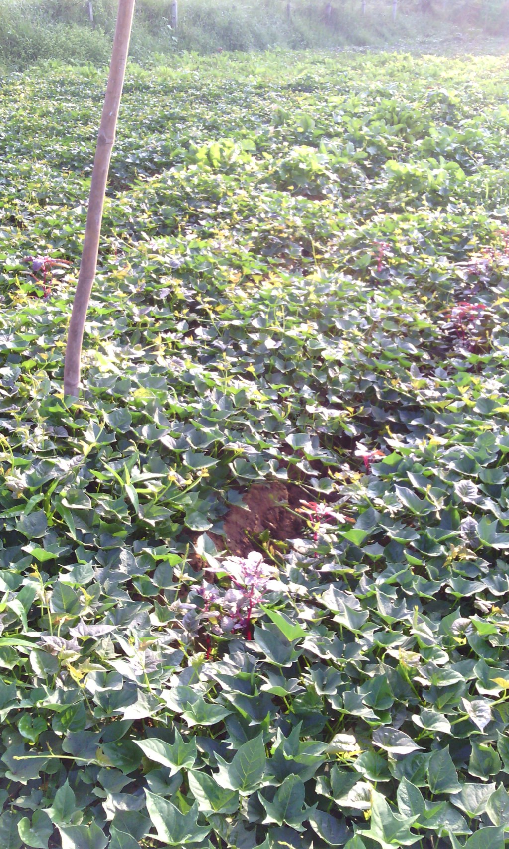 World Farm Animal Day