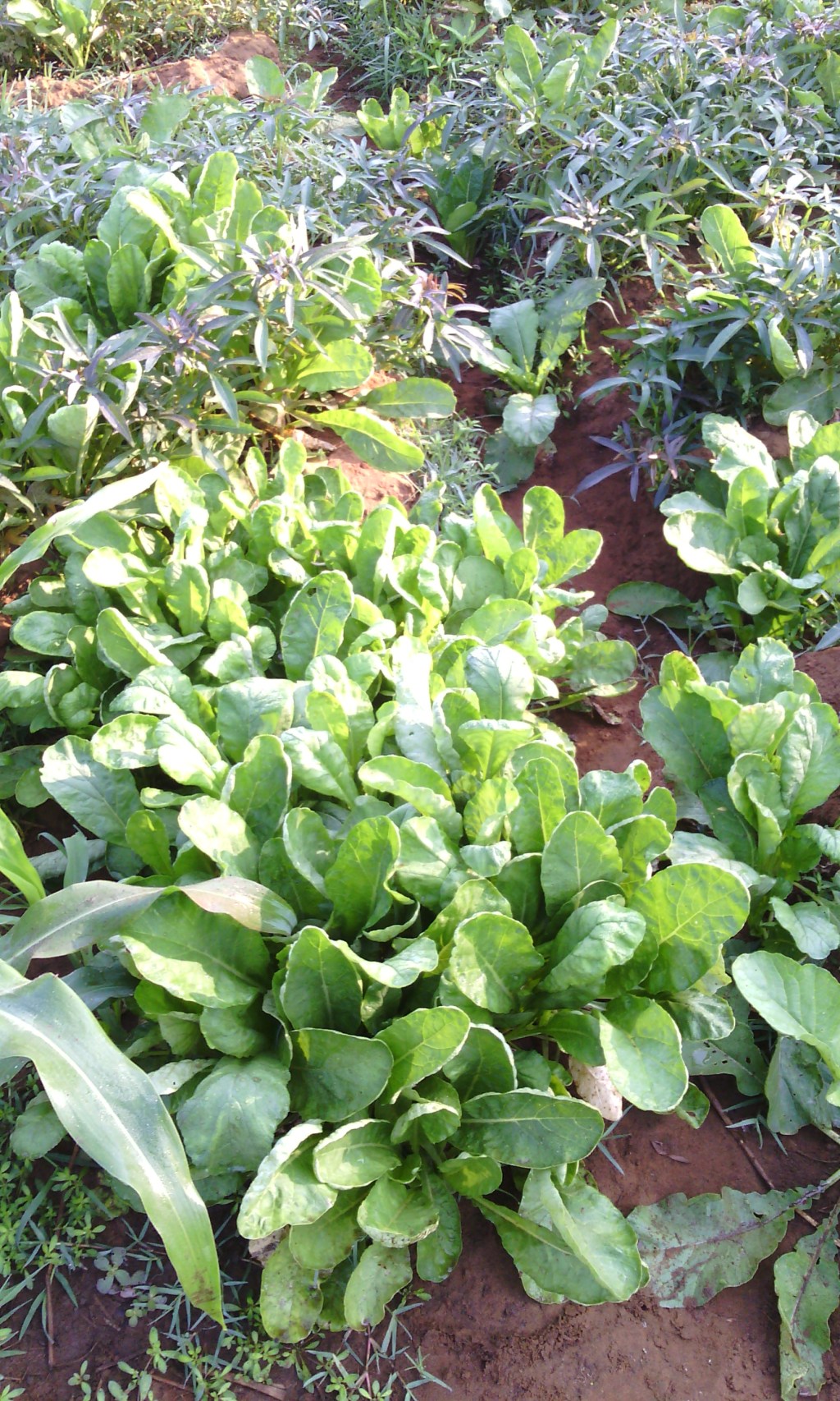 world vegetarian day