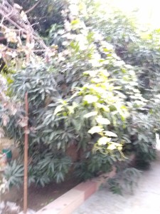 kurukshetra ashram (4)