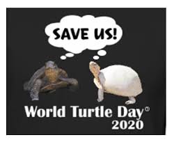 An Homage to the&nbsp;Turtle.